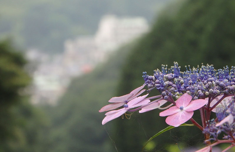 Ohyama Hydrangea Road